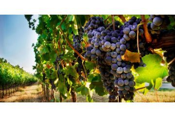 Bando 2024 &quot;interventi a sostegno dell&#39;agricoltura in aree montana&quot;